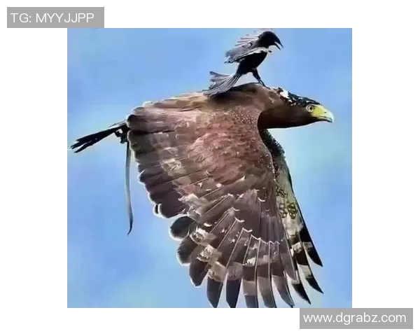 翱翔天际的王者：探秘老鹰的生存之道与自然魅力